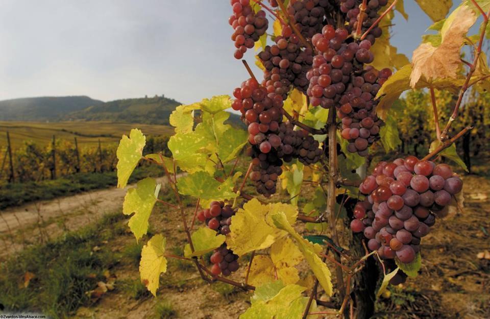 Hotel Berceau Du Vigneron Turckheim Dış mekan fotoğraf